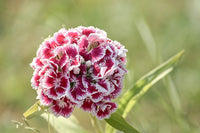 Mixed Wee Willie Dianthus Flower seeds for Planting - Colorful Display, Heirloom & GMO Free Seeds for Home Garden