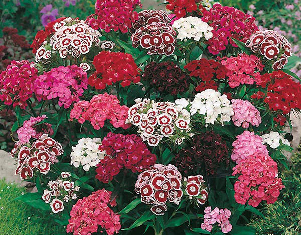 Mixed Williams Flower seeds for Planting - Vibrant Colors, Heirloom & GMO Free Seeds for Home Garden