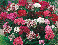 Mixed Williams Flower seeds for Planting - Vibrant Colors, Heirloom & GMO Free Seeds for Home Garden