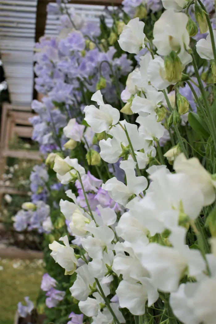 White Sweet Pea Flower Seeds – Heirloom & NonGMO DroughtTolerant Blooms for Home Gardens
 
 Sale