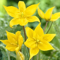 Tulipa Sylvestris Flower seeds for Planting - Long Bloom Season, Heirloom & GMO Free Seeds for Home Garden