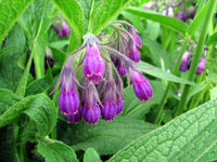 Symphytum Flower seeds for Planting Long Bloom Season Heirloom & GMO Free Seeds for Home Garden 
 
 Sale