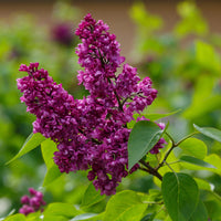 Syringa Villivosa Lilac Syringa spp Flower Seeds for Planting in Garden