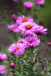Heirloom Aster Flower seeds for Planting Wildflower Mix Heirloom & GMO Free Seeds for Home Garden