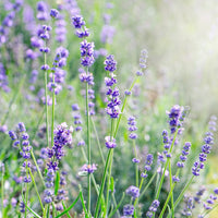 Lavender Flower seeds for Planting - Cut Flower Favorite, Heirloom & GMO Free Seeds for Home Garden