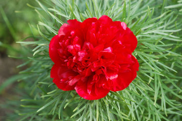 Double Flowering Fernleaf Peony Seeds for Planting - Premium Perennial Seeds