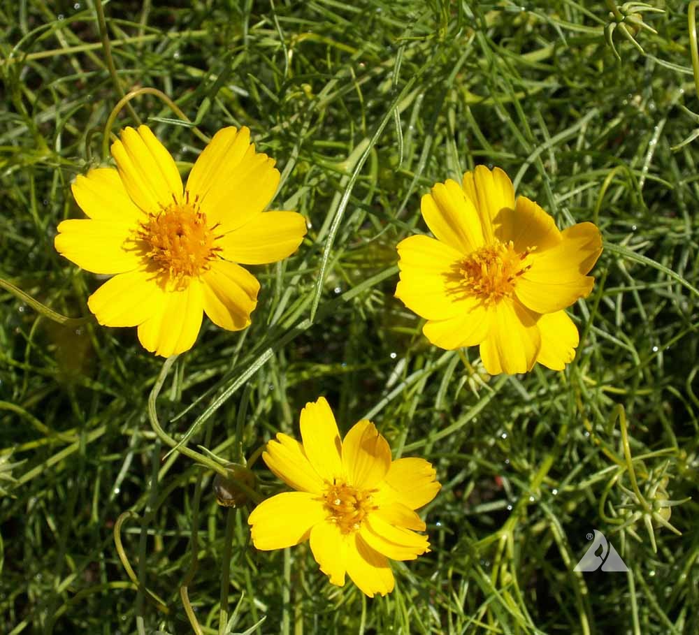 Greenthread Flower seeds for Planting Perfect for Borders Heirloom & GMO Free Seeds for Home Garden