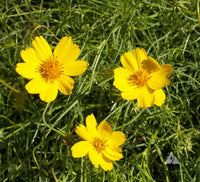 Greenthread Flower seeds for Planting Perfect for Borders Heirloom & GMO Free Seeds for Home Garden