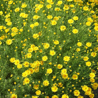 Yellow Thymophylla Flower seeds for Planting - Sun Loving, Heirloom & GMO Free Seeds for Home Garden