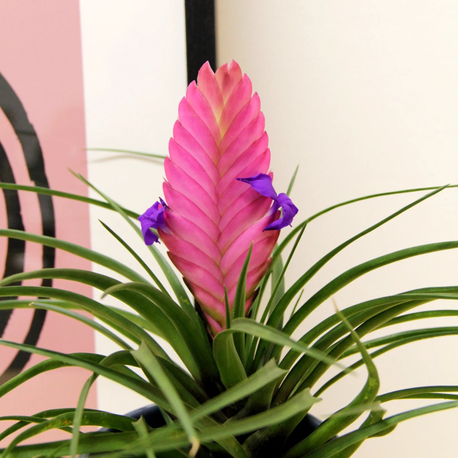 Pink Tillandsia Cyanea Flower seeds for Planting - Vibrant Colors, Heirloom & GMO Free Seeds for Home Garden