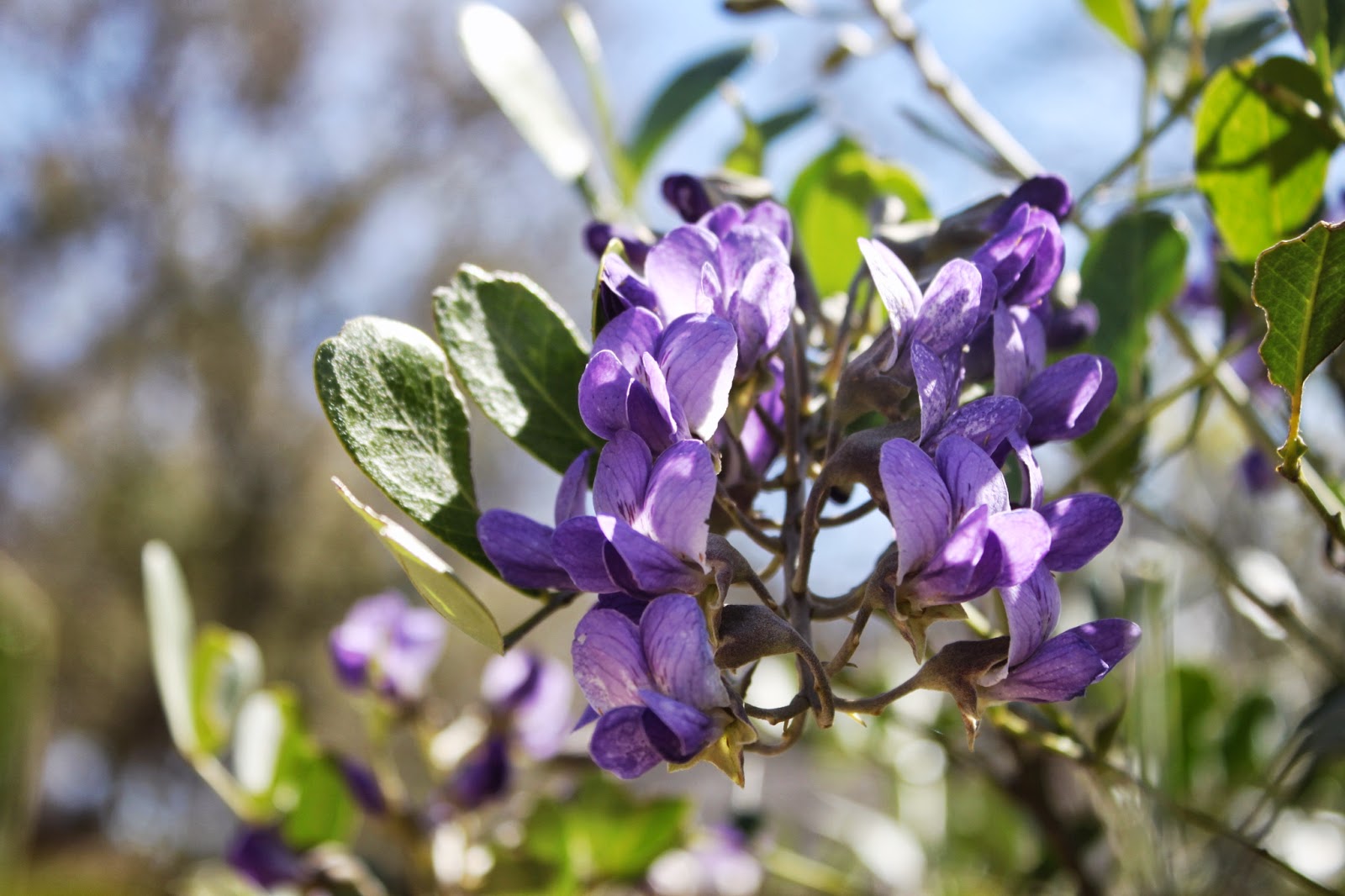 Purple Mescal Flower seeds for Planting - Compact Growth, Heirloom & GMO Free Seeds for Home Garden