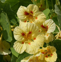 Cream Pink Nasturtium Flower seeds for Planting - Vibrant Colors, Heirloom & GMO Free Seeds for Home Garden