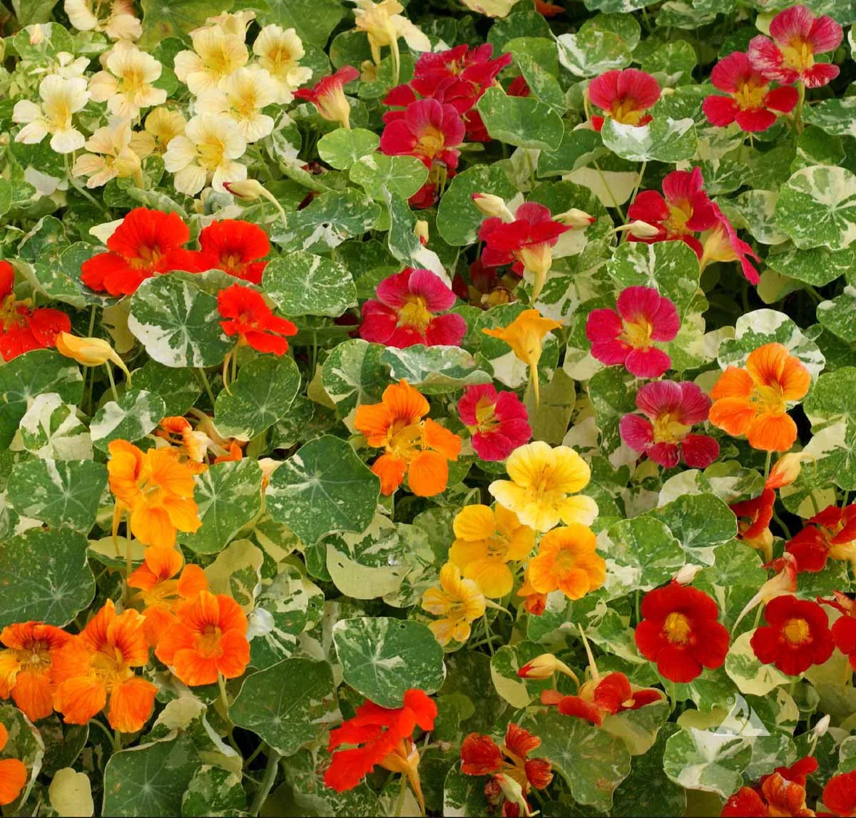 Nasturtium Seeds For Planting Edible Flower Blooms