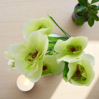 Light Green Orchid Flower Seeds for Planting – Easy to Grow Heirloom & NonGMO Seeds for Home Garden
 
 Sale