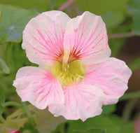 Pale Pink Nasturtium Flower Seeds for Planting Shade Tolerant Heirloom & GMO Free Seeds for Home Garden
 
 Sale