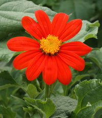 Mexican SunFlower seeds for Planting Premium Quality Heirloom & GMO Free Seeds for Home Garden