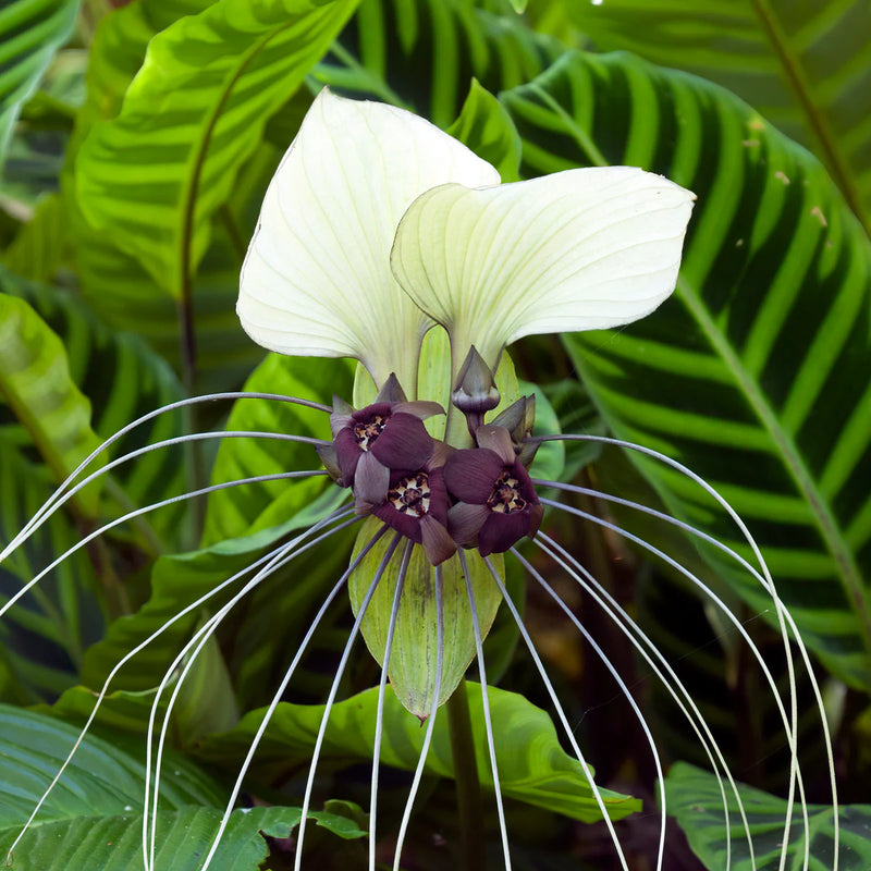Tacca Nivea Bat Flower seeds for Planting Premium Quality Heirloom & GMO Free Seeds for Home Garden