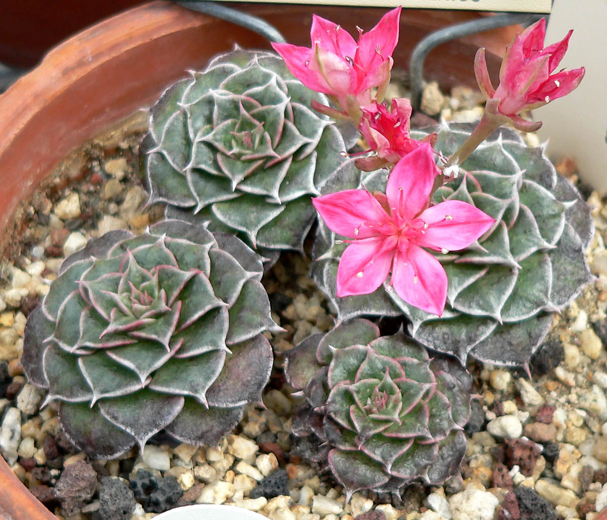 Graptopetalum Bellum Flower seeds for Planting - Drought Tolerant, Heirloom & GMO Free Seeds for Home Garden