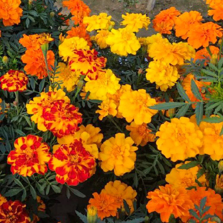 Mixed Sinensis Patula Flower Seeds for Planting