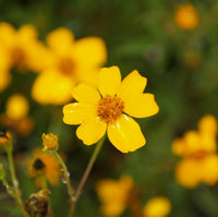 Lemmonii Flower seeds for Planting - Bright Blooms, Heirloom & GMO Free Seeds for Home Garden