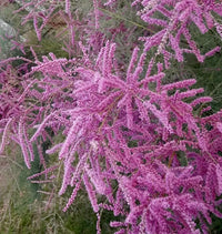Pink Tamarix Ramosissima Flower seeds for Planting - Colorful Display, Heirloom & GMO Free Seeds for Home Garden