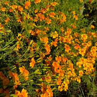Yellow Marigold Tangerine Flower seeds for Planting - Bright Blooms, Heirloom & GMO Free Seeds for Home Garden