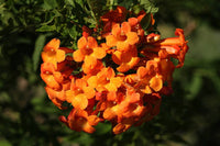 Orange Tecoma Jubilee Flower seeds for Planting Sun Loving Heirloom & GMO Free Seeds for Home Garden 
 
 Sale