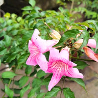 Pink Cape Honeysuckle Flower seeds for Planting Cottage Garden Essential Heirloom & GMO Free Seeds for Home Garden 
 
 Sale