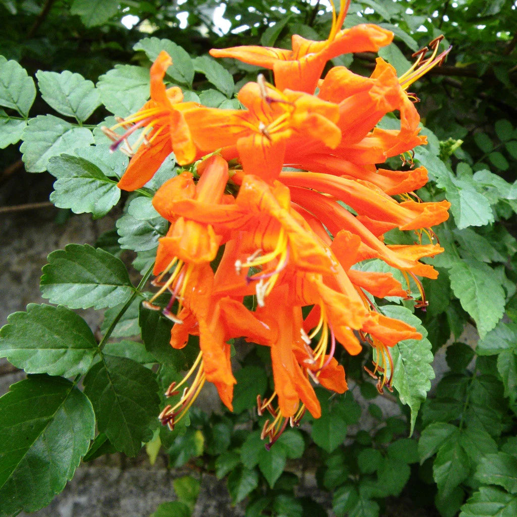 Cape Honeysuckle Flower seeds for Planting Fragrant Blossoms Heirloom & GMO Free Seeds for Home Garden