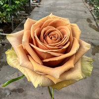 Gold Rose Flower seeds for Planting - Compact Growth, Heirloom & GMO Free Seeds for Home Garden