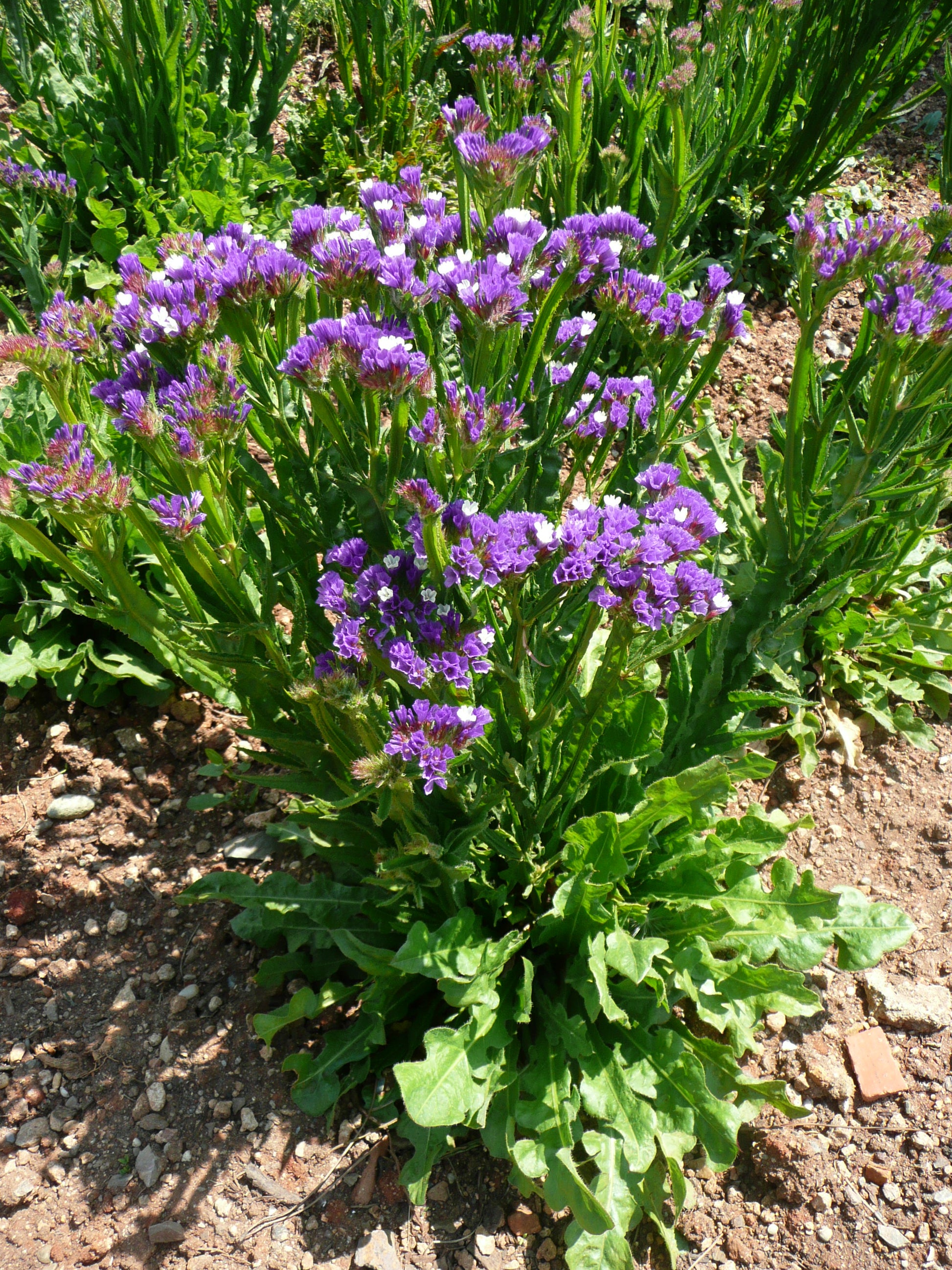 Limonium Flower seeds for Planting Hardy Variety Heirloom & GMO Free Seeds for Home Garden
