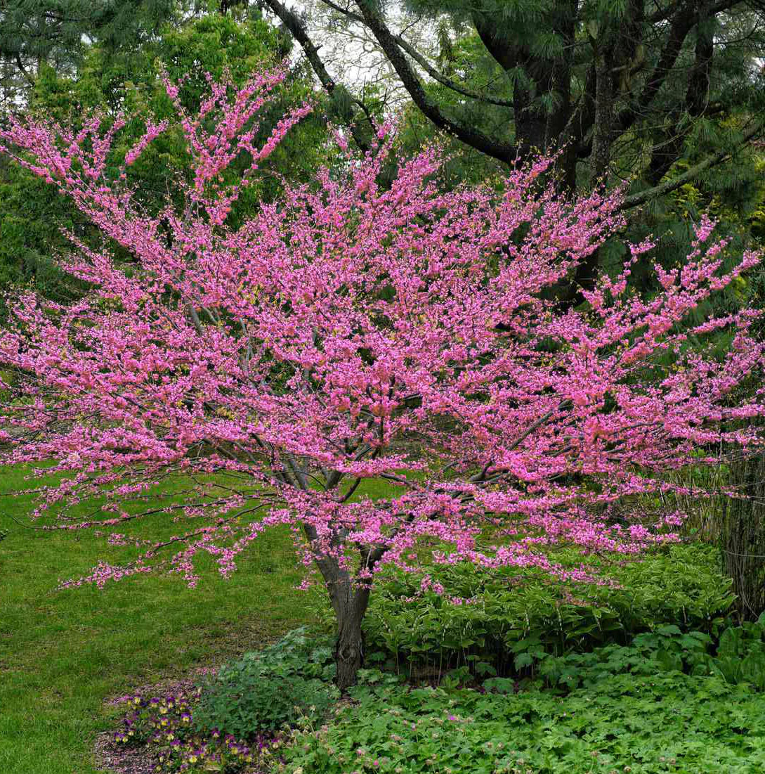 Pink Canadensis Flower seeds for Planting Low Maintenance Heirloom & GMO Free Seeds for Home Garden 
 
 Sale