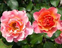 Supreme Rose Bush Flower seeds for Planting Cottage Garden Essential Heirloom & GMO Free Seeds for Home GardeN