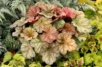 Mix Heuchera Champagne Flower seeds for Planting Pollinator Friendly Heirloom & GMO Free Seeds for Home Garden 
 
 Sale