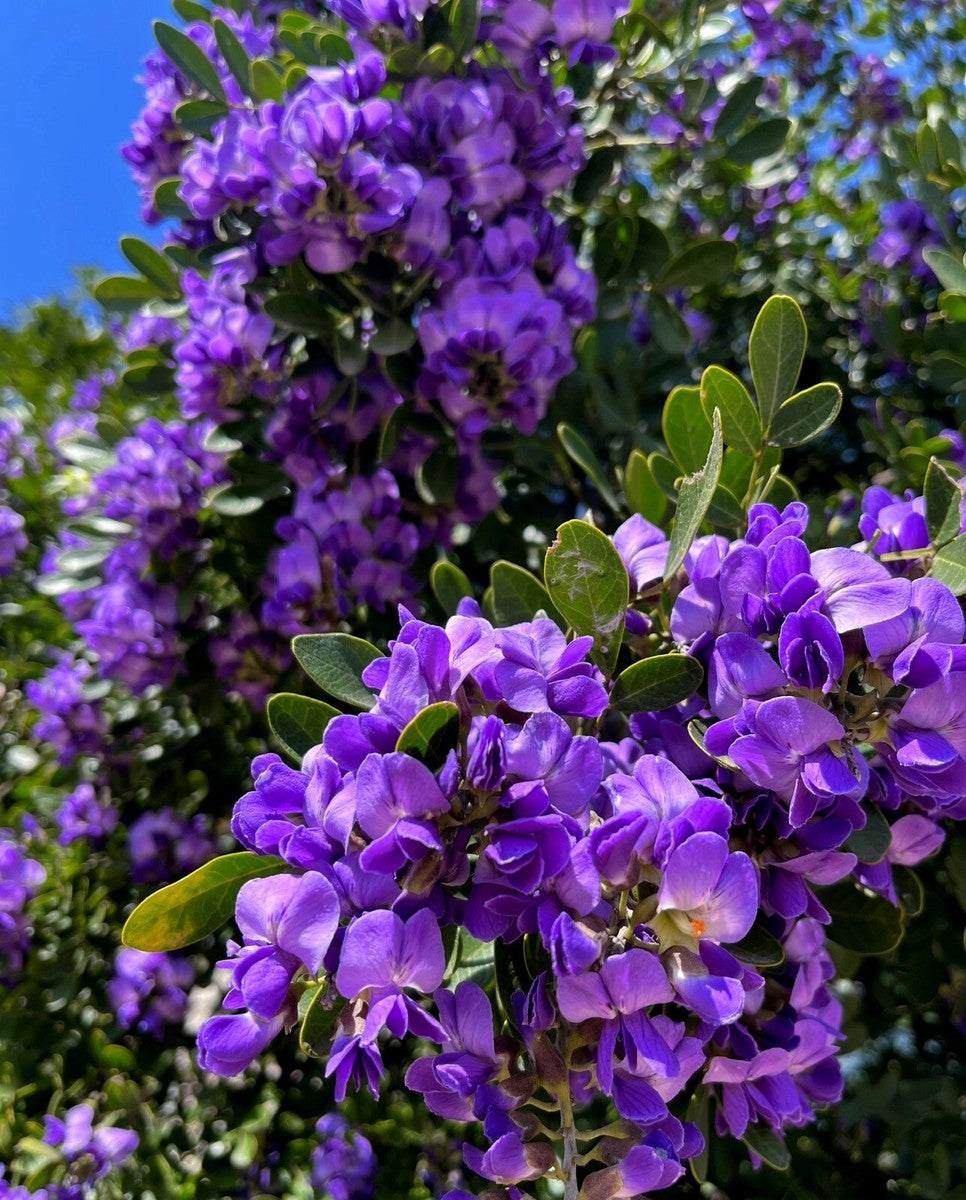 Ornamental Texas Laurel seeds for elegant gardens