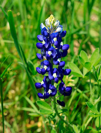 Blue Bonnet Flower seeds for Planting - Cottage Garden Essential, Heirloom & GMO Free Seeds for Home Garden
