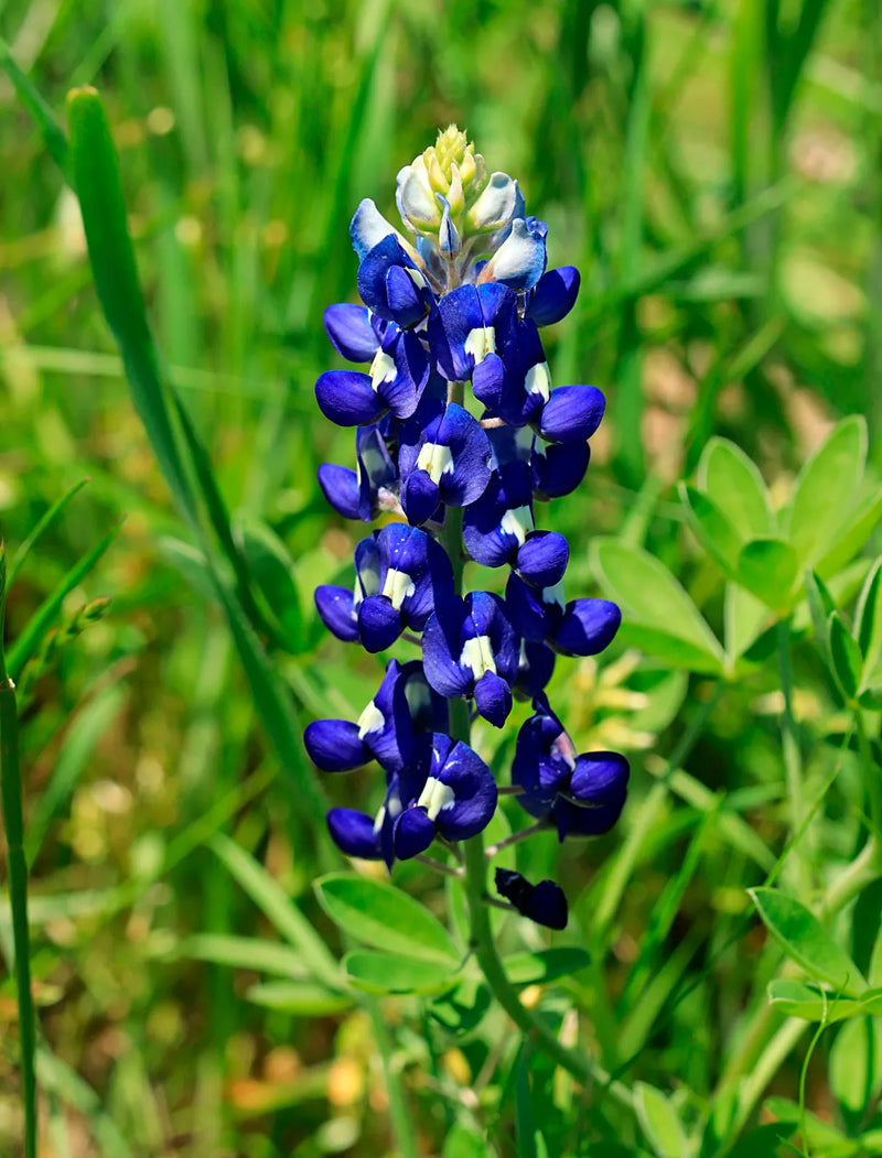 Blue Bonnet Flower seeds for Planting - Cottage Garden Essential, Heirloom & GMO Free Seeds for Home Garden