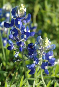Blue Bonnet Flower seeds for Planting - Cottage Garden Essential, Heirloom & GMO Free Seeds for Home Garden