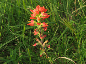 Castilleja Indivisa Flower seeds for Planting, Easy to Grow Heirloom & GMO Free Seeds for Home Garden