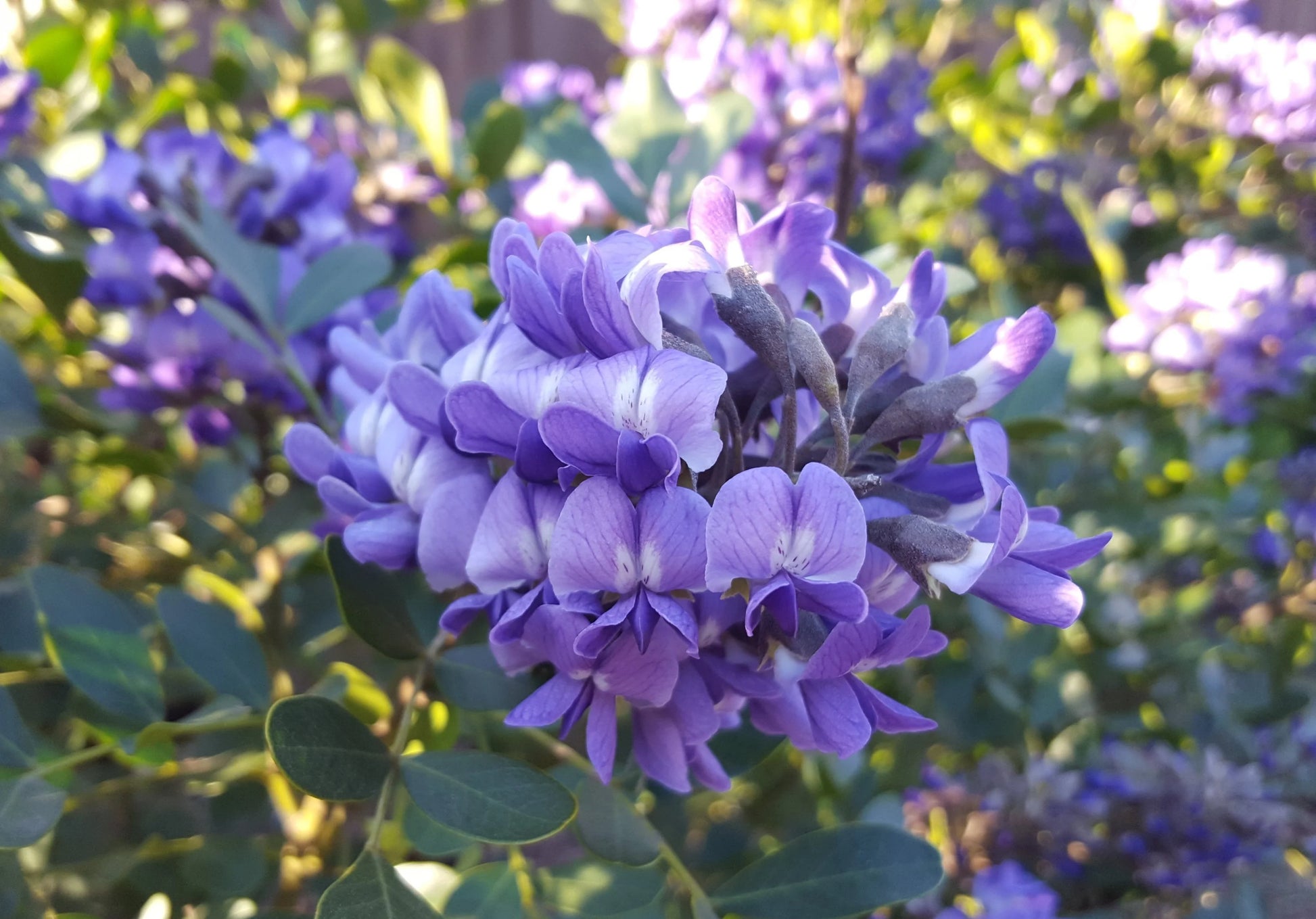 Secundiflora Flower seeds for Planting Drought Tolerant Heirloom & GMO Free Seeds for Home Garden
