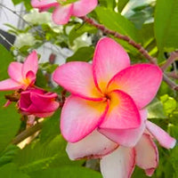 Dark Pink Frangipani Flower seeds for Planting - Cottage Garden Essential, Heirloom & GMO Free Seeds for Home Garden