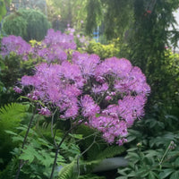 Thalictrum Flower seeds for Planting Premium Quality Heirloom & GMO Free Seeds for Home Garden 
 
 Sale