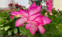 Schlumbergera Flower seeds for Planting Pollinator Friendly Heirloom & GMO Free Seeds for Home Garden