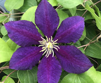 Purple Clematis Flower seeds for Planting Cut Flower Favorite Heirloom & GMO Free Seeds for Home Garden 
 
 Sale