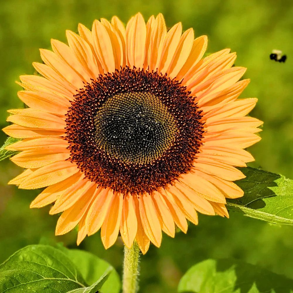 Orange Helianthus Flower seeds for Planting - Pollinator Friendly, Heirloom & GMO Free Seeds for Home Garden