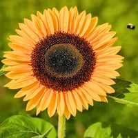 Orange Helianthus Flower seeds for Planting - Pollinator Friendly, Heirloom & GMO Free Seeds for Home Garden