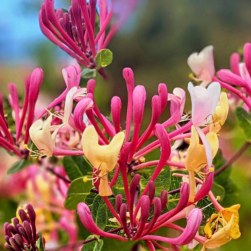 Honeysuckle Flower seeds for Planting - Long Bloom Season, Heirloom & GMO Free Seeds for Home Garden