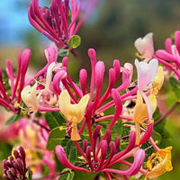 Honeysuckle Flower seeds for Planting - Long Bloom Season, Heirloom & GMO Free Seeds for Home Garden