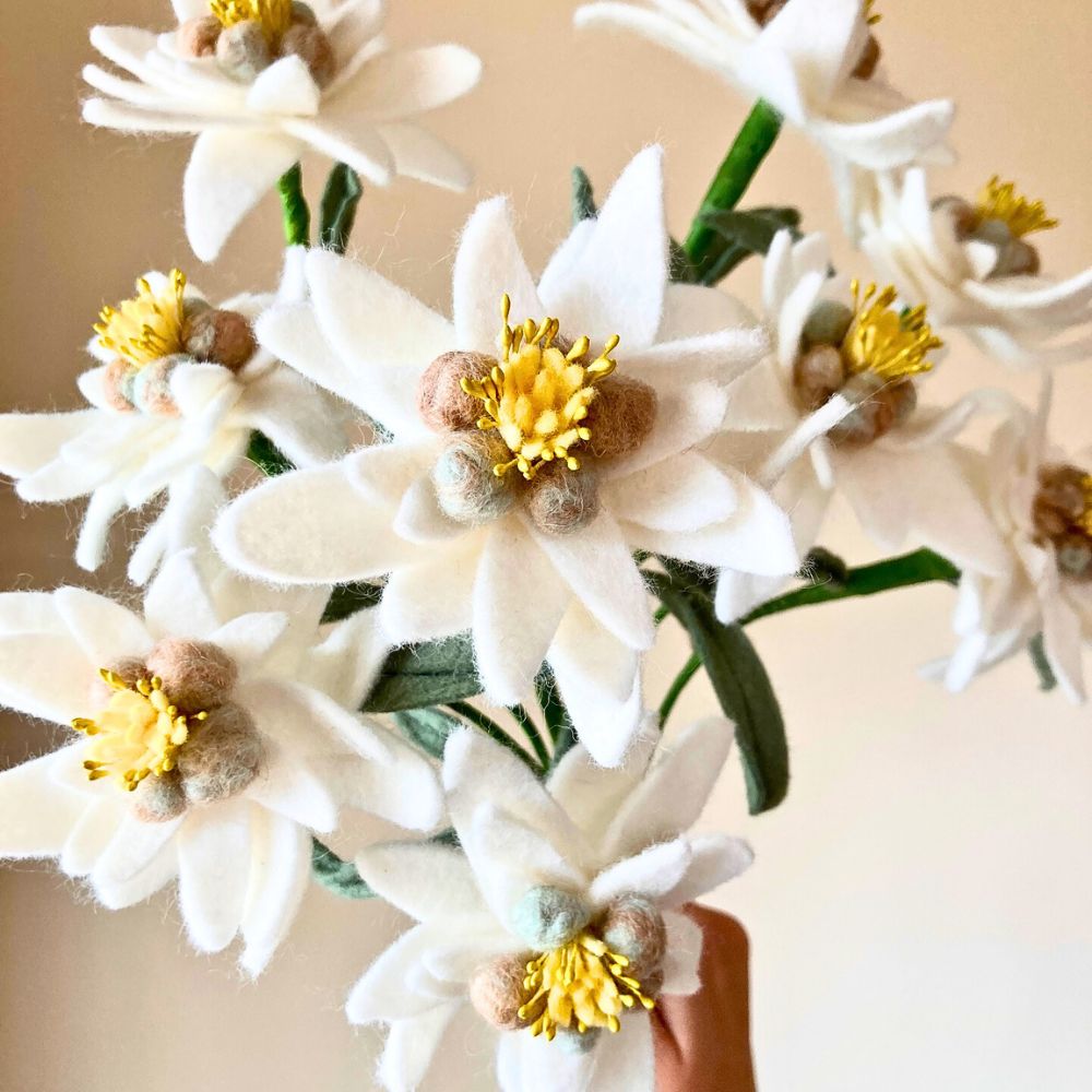 Edelweiss Flower seeds for Planting Hardy Variety Heirloom & GMO Free Seeds for Home Garden