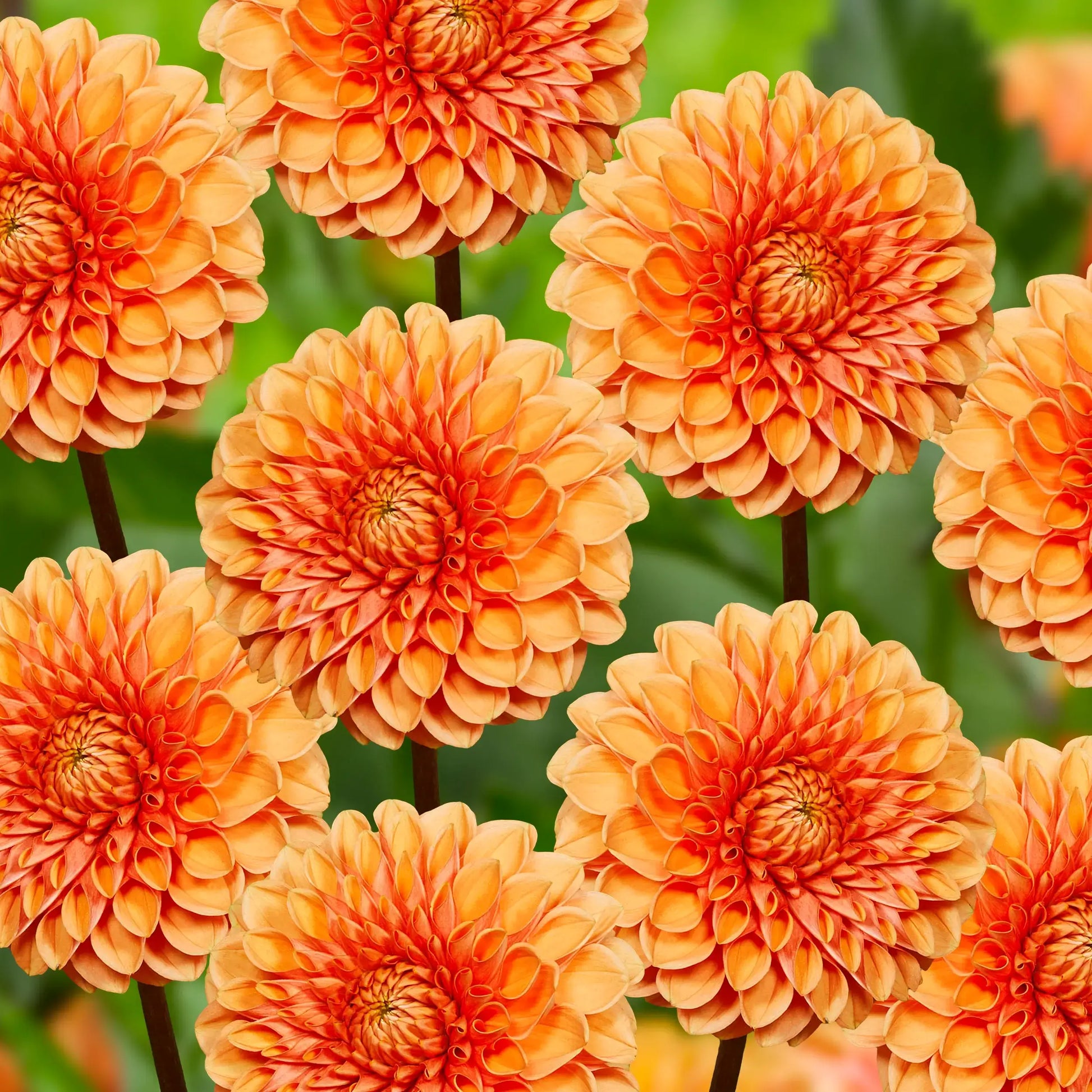 Dahlia Flower seeds for Planting - Seasonal Bloomer, Heirloom & GMO Free Seeds for Home Garden